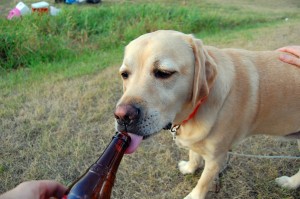 drinkingdog